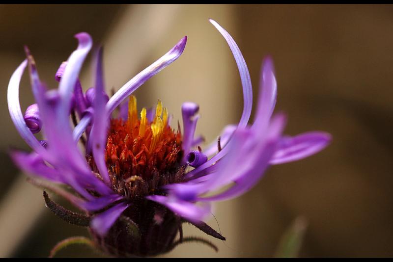 041017 Aster Inside