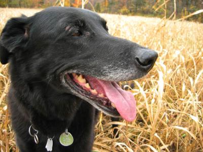 labrador  max de 15 ans