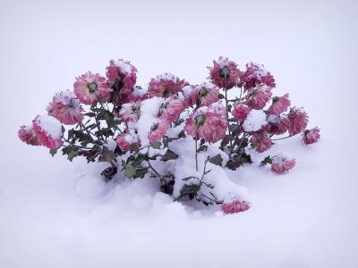 pink flowers snow