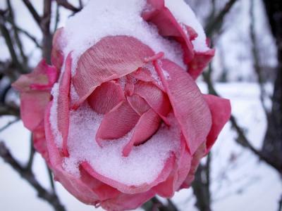 pink rose snow