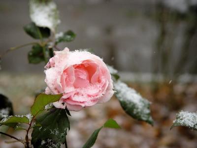 snow pink rose