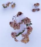 dried flowers snow