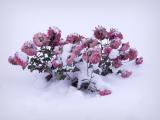 pink flowers snow