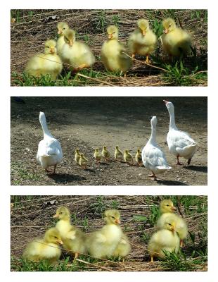 Goslings Triptych