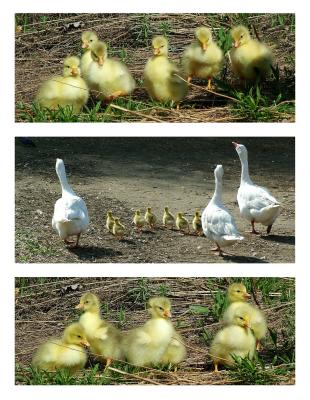 Goslings Triptych