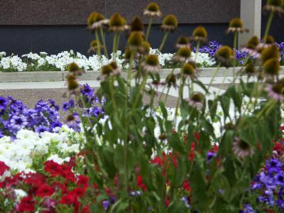 Courthouse Flowers.jpg