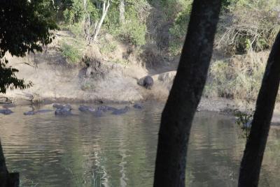 Hippo pool from our tent