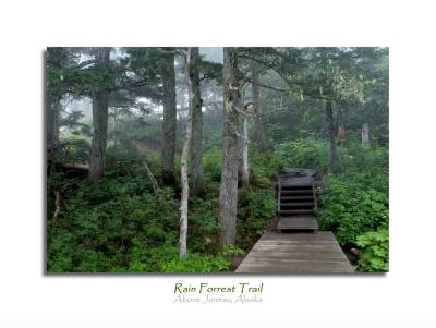 Rain Forest