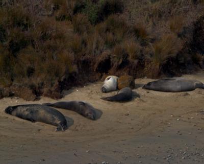 Sea Lion sleepover