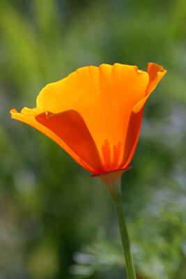 California Poppy-Big Sur.jpg