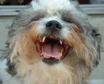 RILEY (aka Laughing Boy)