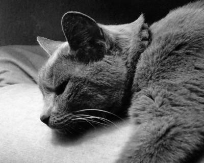 Asleep As Usual!