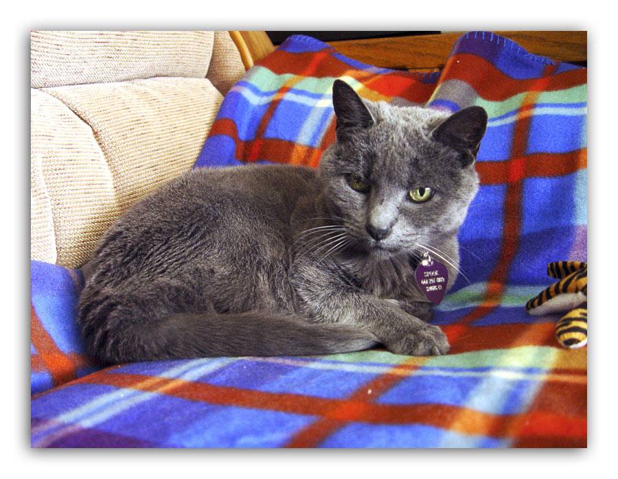 Spook And Her Blankie