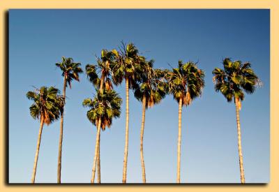 Eight Palms