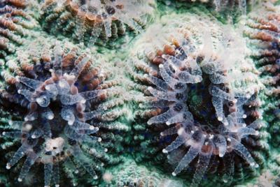 硬珊瑚，伸出牠的透明觸手
