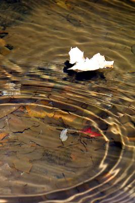 Ripples.jpg