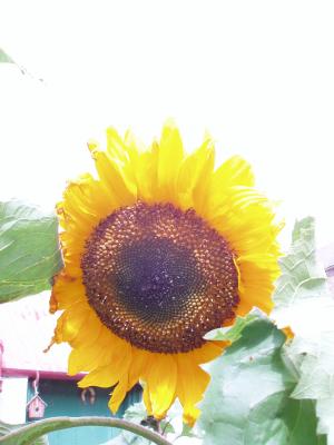 14-8-04 Sunflower