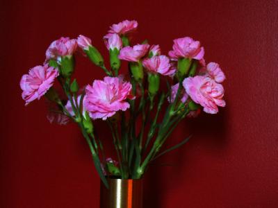 08-05-05 carnations