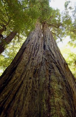 Tall Tree .jpg