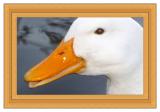 DUCK PORTRAIT.jpg