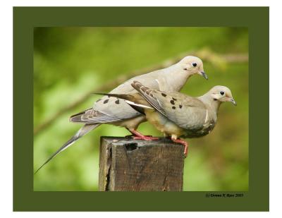 2nd Place [Animals] Doves.jpg