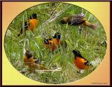<b>Northern (Baltimore) Orioles</b><br>May 7th