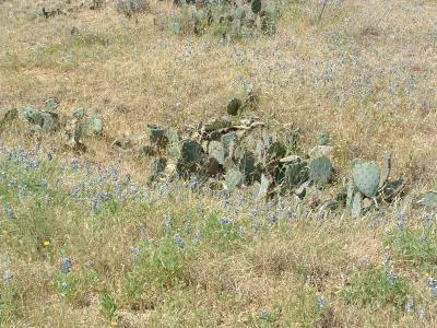 Cacti and Bluebonnets
