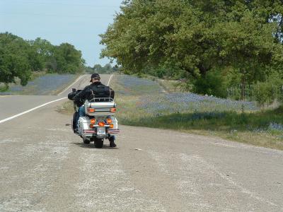 Harleys and Bluebonnets