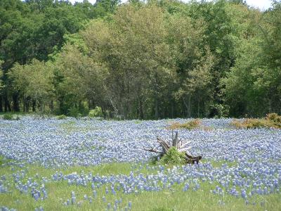 Field of Blue