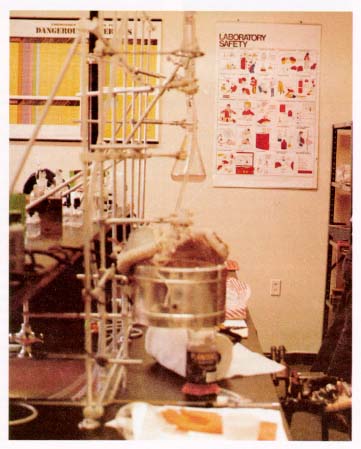 lab