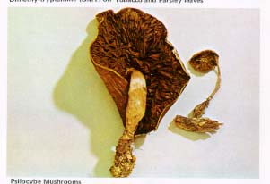 psilocybin shrooms