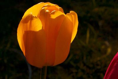 Yellow Tulip