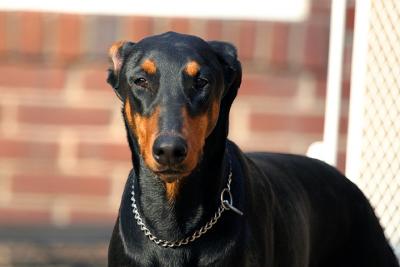 Still a doberman.