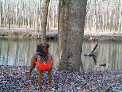 Biscuit (before he fell in the creek)