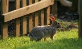 One of the neighbors checking out our party.