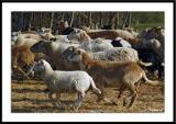 ds20050507_0050awF Sheep.jpg