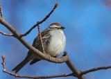 American Tree Sparrow (B0532.jpg)