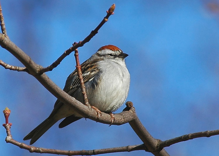 American Tree Sparrow (B0532.jpg)