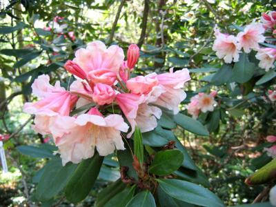 Large Rhododendron