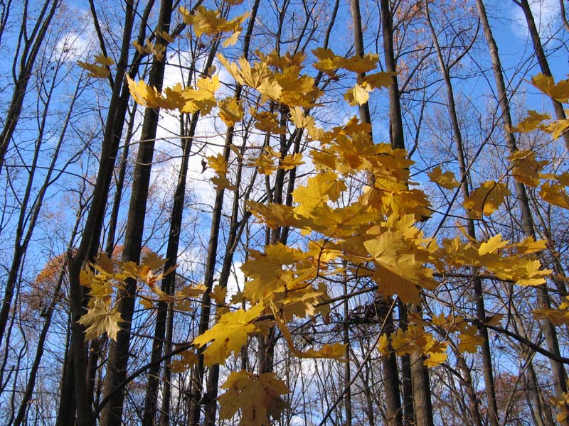 Last Leaves