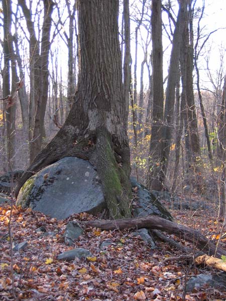 Root Over Rock 2010