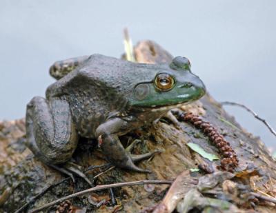 bullfrog01a.jpg