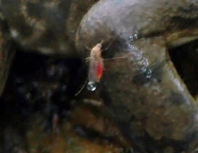 mosquito01a.jpg