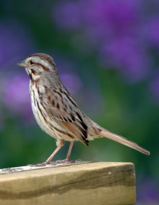 song sparrow02a.jpg