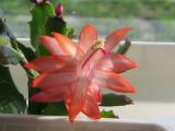 Christmas cactus