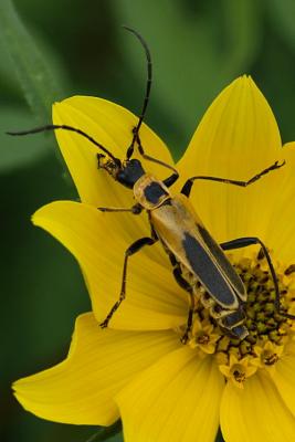 8/26/04 - Beetle on Tickseed Sunflower
