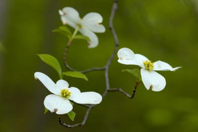 5/5/05 - Flowering Dogwood