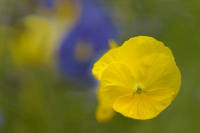 5/6/05 - Pansy Shoot Through