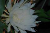 Night Blooming Cereus (Queen of the Night)