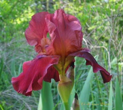 Wine Iris